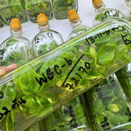 SALE !! Tissue Culture - Thai Constellation Variegated Monstera Premium Grade A [35 plants]