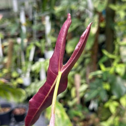 Alocasia Longiloba Silver Black Purple