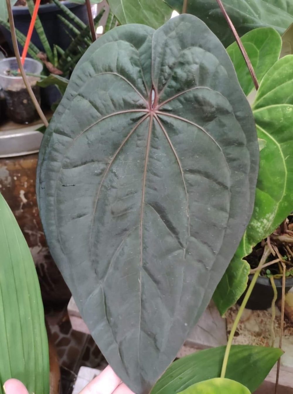 Anthurium Dark Phoenix