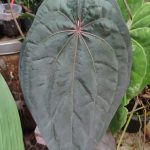 Anthurium Dark Phoenix