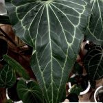 Anthurium Delta force