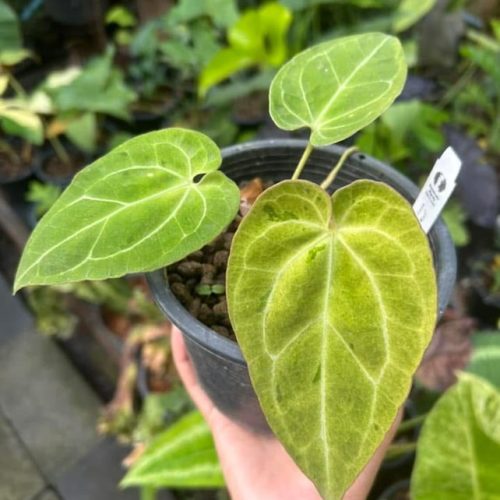 Anthurium Magnificum X Black velvet mint Variegated