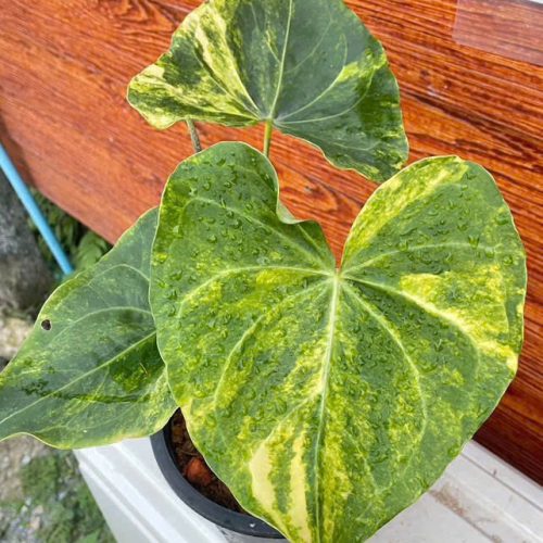 Anthurium clarinervium hybrid variegated