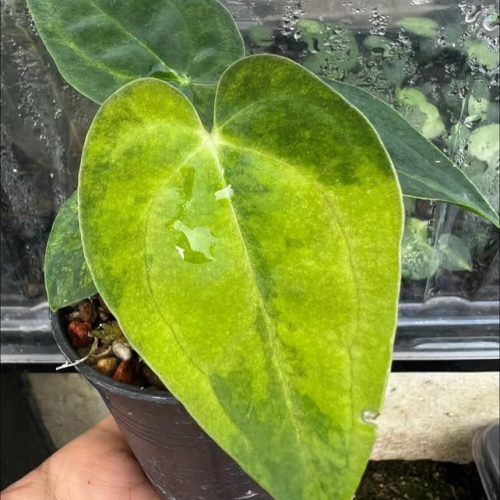 Anthurium crystallinum variegated X P Fort Sherman