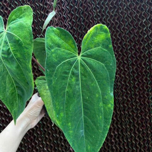 Anthurium dark phoenix mint variegated