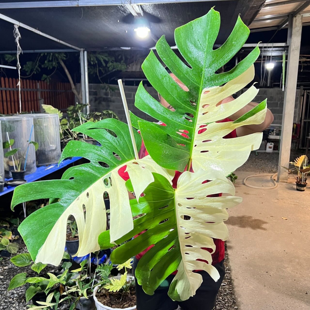 Monstera Albo Halfmoon