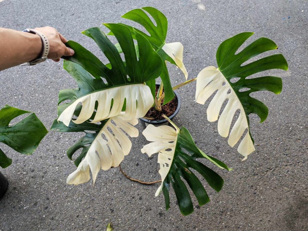 Monstera Albo Halfmoon