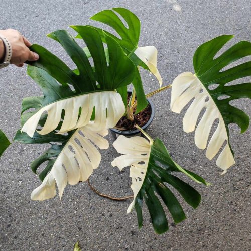 Monstera Albo Halfmoon