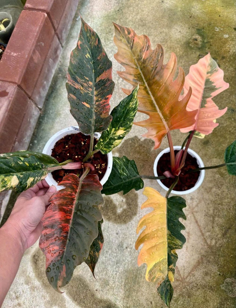 Philodendron Caramel Marble Variegated - Fire Tiger