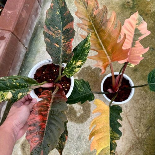 Philodendron Caramel Marble Variegated - Fire Tiger