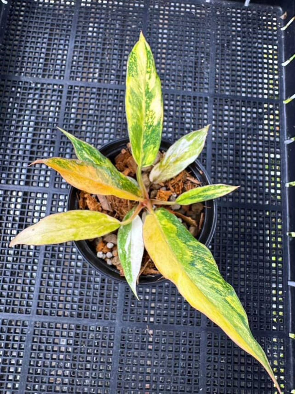 Philodendron Caramel Marble Variegated - Fire Tiger 4" pot - Image 2