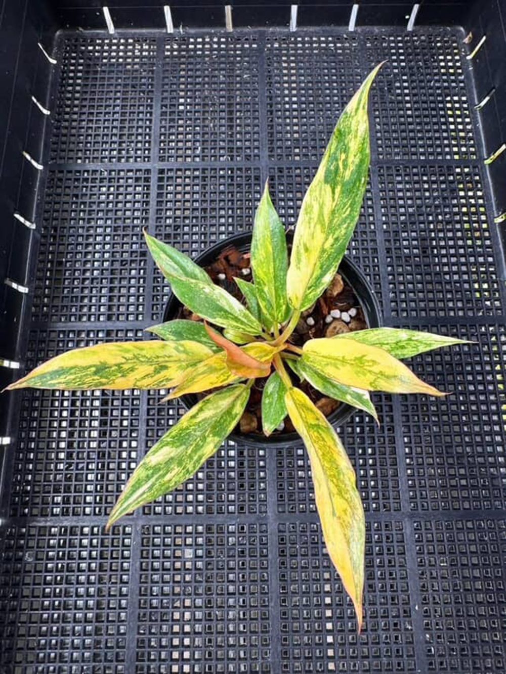 Philodendron Caramel Marble Variegated - Fire Tiger 4" pot - Image 6