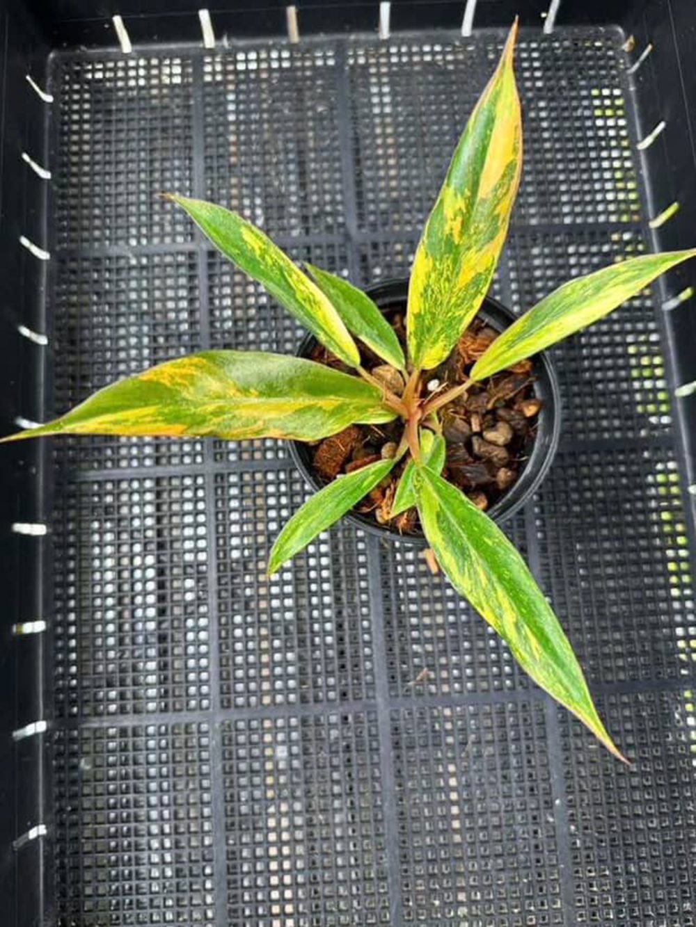Philodendron Caramel Marble Variegated - Fire Tiger 4" pot - Image 3