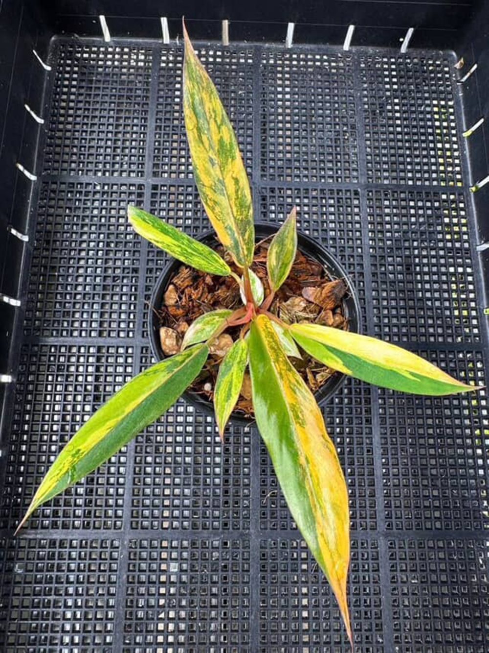 Philodendron Caramel Marble Variegated - Fire Tiger 4" pot - Image 4