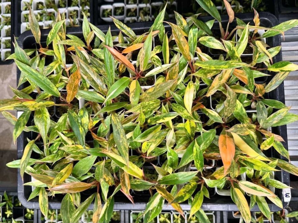 Philodendron Caramel Marble Variegated - Fire Tiger 4" pot - Image 5