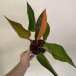Philodendron Firebird Variegated