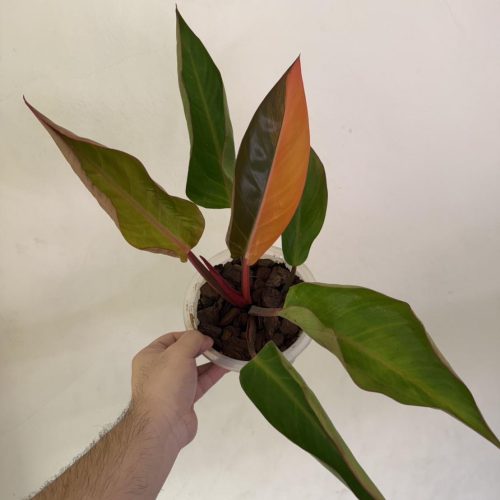 Philodendron Firebird Variegated