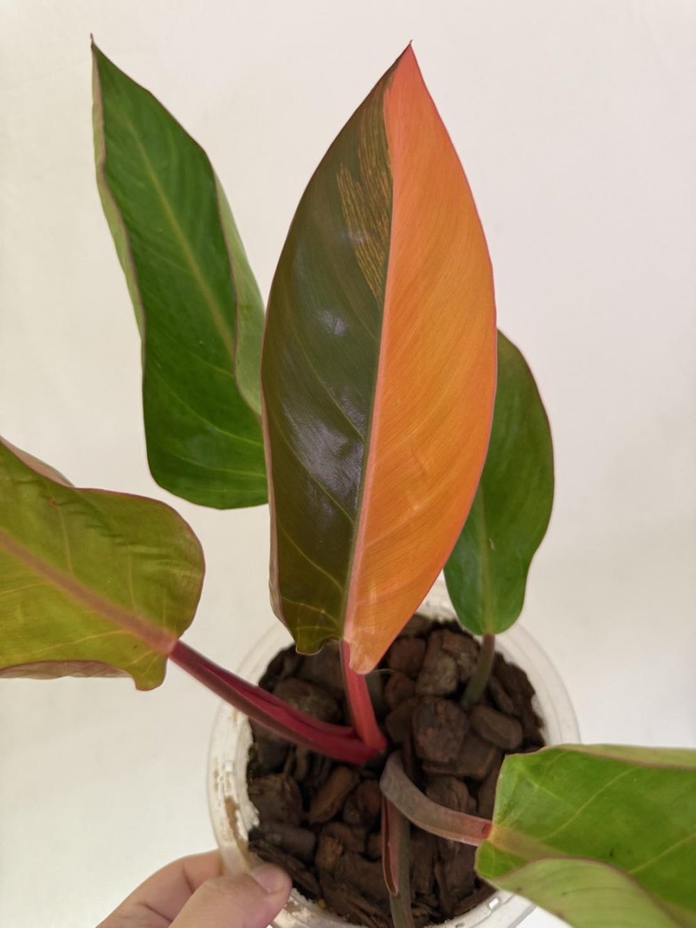 Philodendron Firebird Variegated plant - Image 2