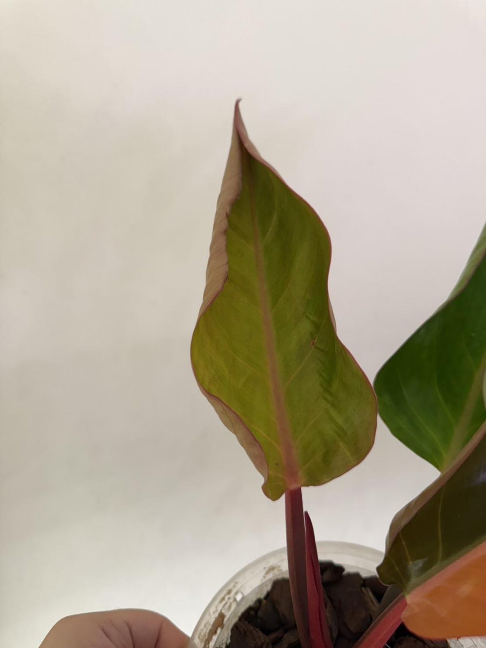 Philodendron Firebird Variegated plant - Image 3