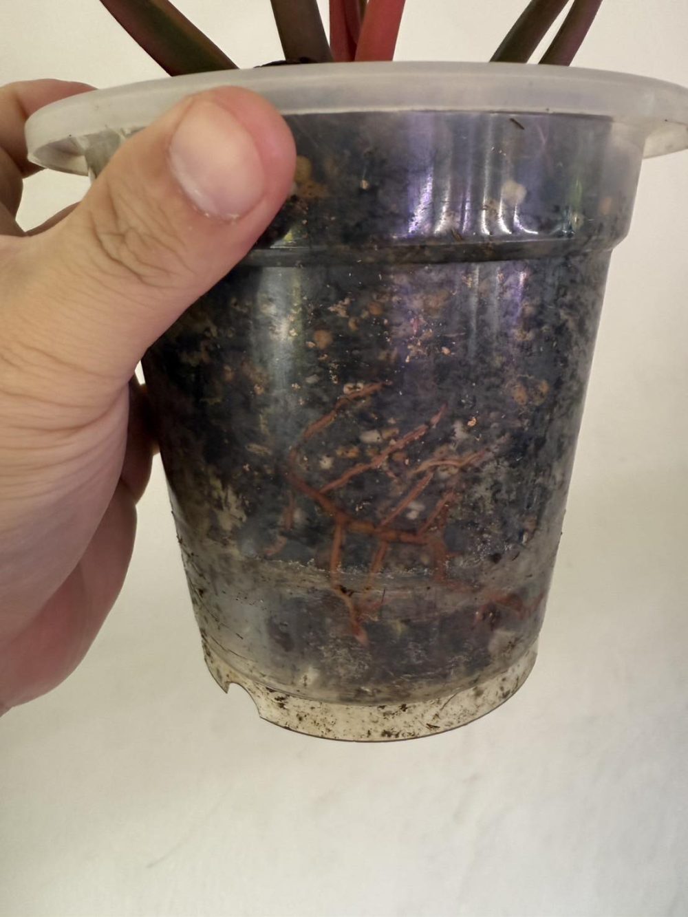 Philodendron Firebird Variegated plant - Image 4