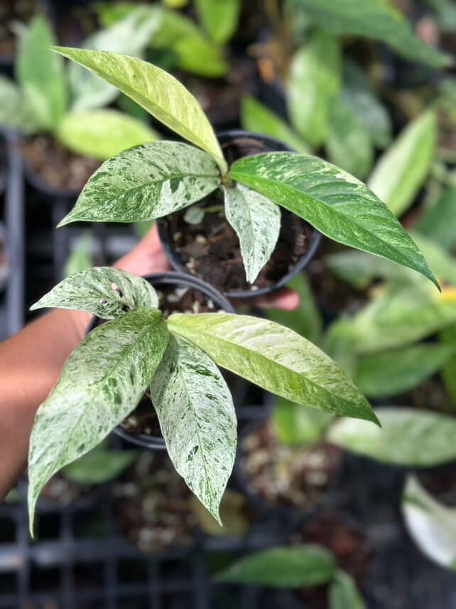 Rhaphidophola Foraminifera Marble 5" - Image 2
