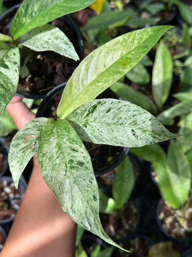Rhaphidophola Foraminifera Marble 5" - Image 3