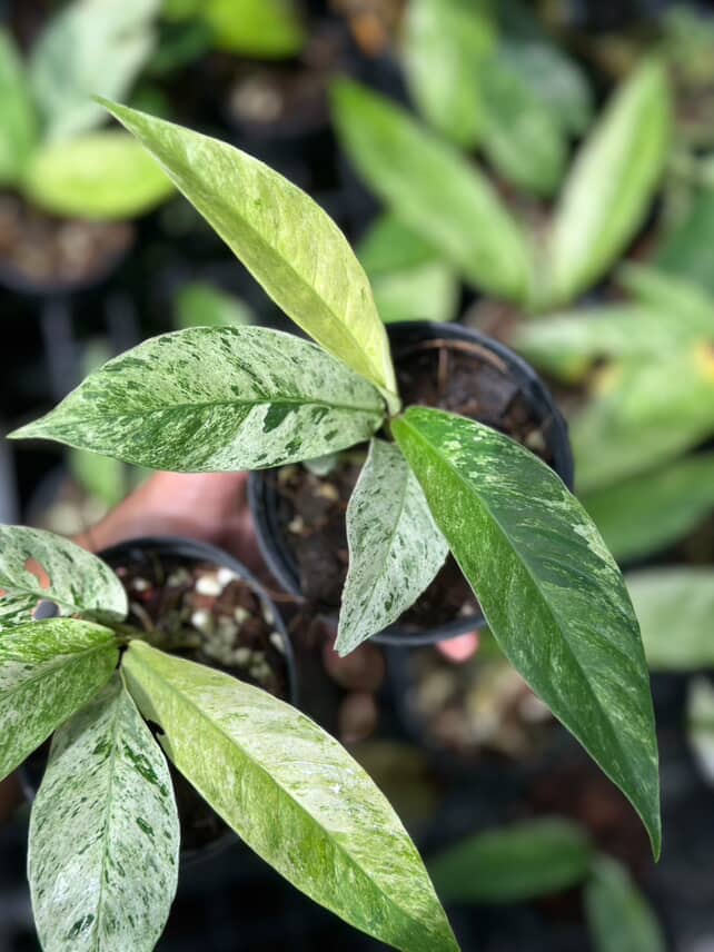 Rhaphidophola Foraminifera Marble 5" - Image 4