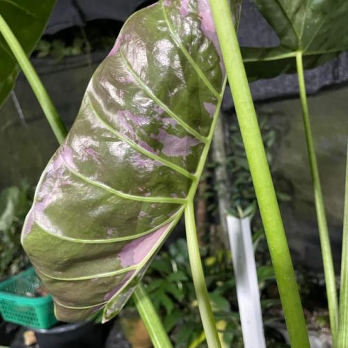 Alocasia longiloba variegated