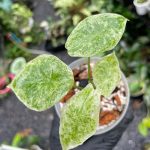 Alocasia longiloba variegated mottled leaf