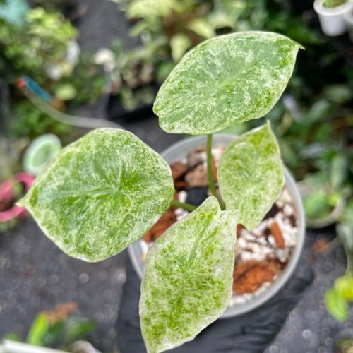 Alocasia longiloba variegated mottled leaf