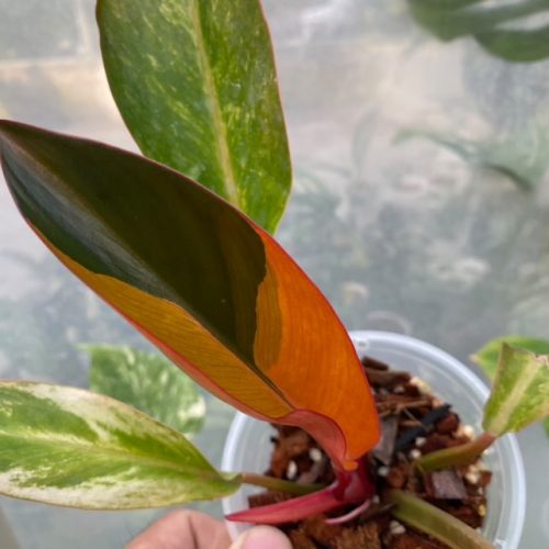 Philodendron Firebird Variegated