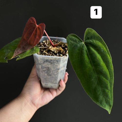Anthurium Papillilaminum Fort sherman x BVEP Tezula