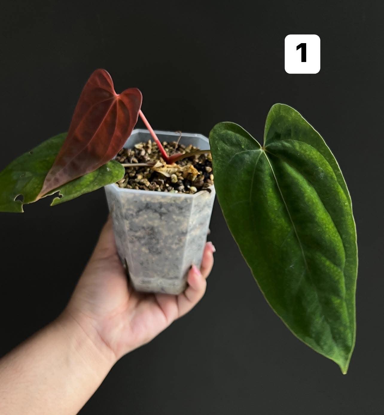 Anthurium Papillilaminum Fort sherman x BVEP Tezula 5