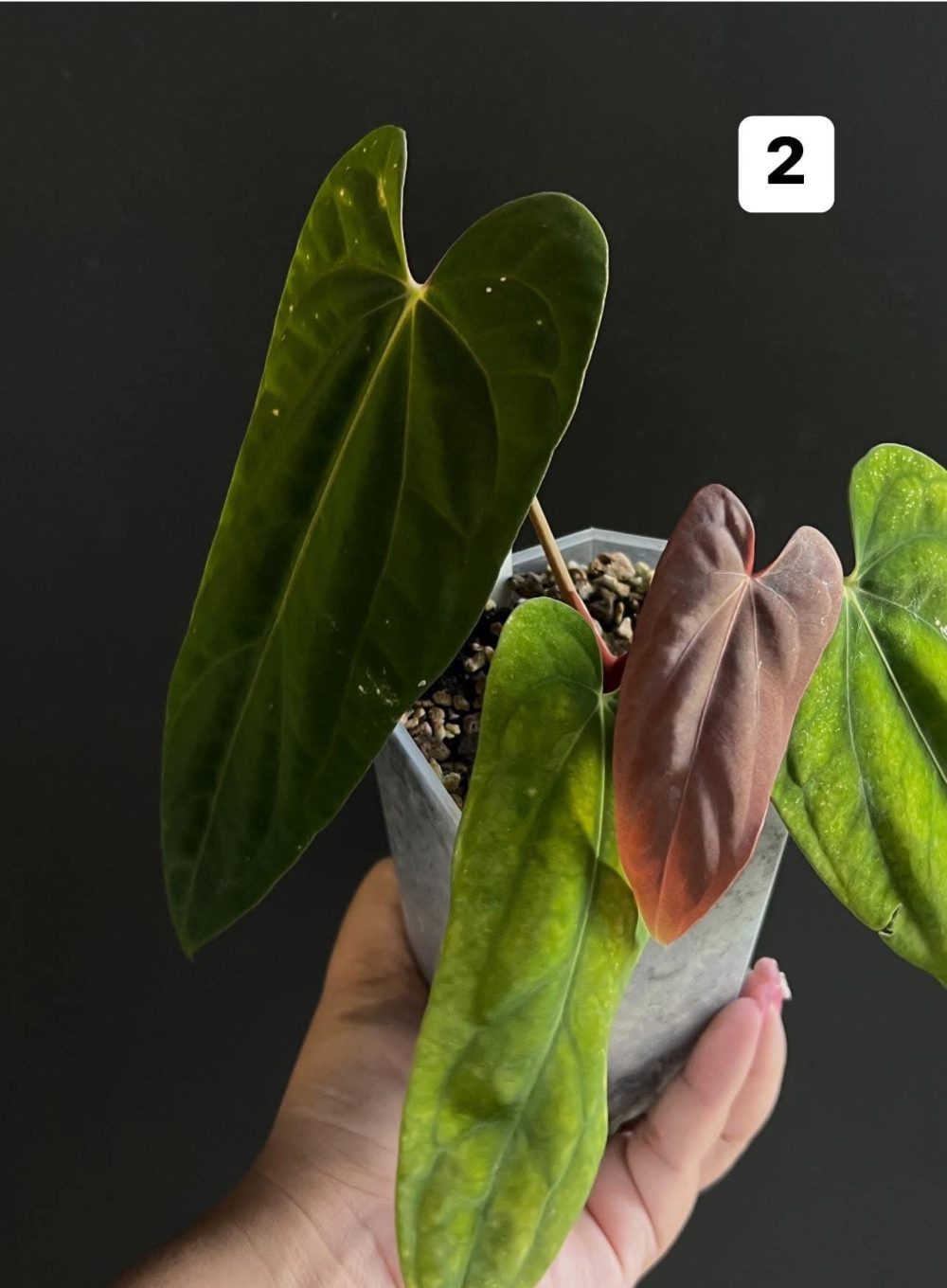 Anthurium Papillilaminum Fort sherman x BVEP Tezula 5" pot - Image 2