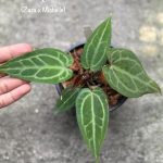 Anthurium (Magnificum x Moronense) x (Zara x Michelle)