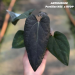 Anthurium Portillae NSE x RVDP