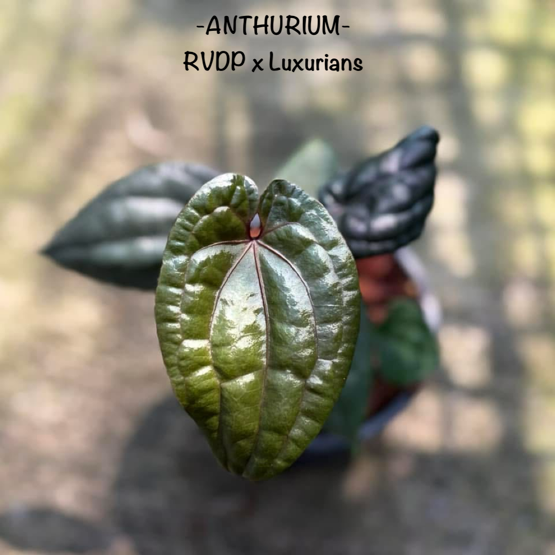 Anthurium RVDP x Luxurians 5