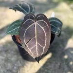 Anthurium (Wonderboy x Michelle) x (Zara x Michelle)