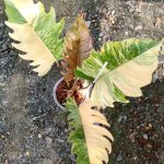 Philodendron Caramel Marble Variegated