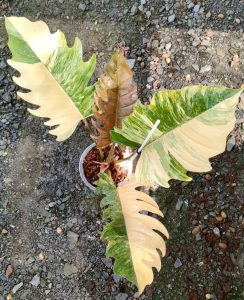 Philodendron Caramel Marble Variegated