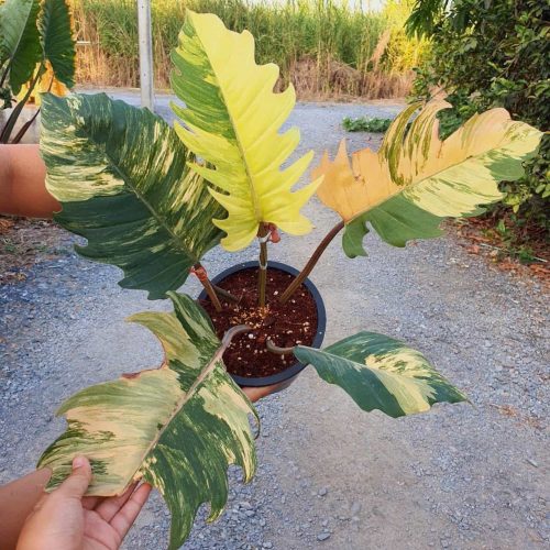 Philodendron Caramel Marble Variegated