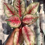 Aglaonema 40 Karat