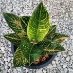 Aglaonema Banlangthong