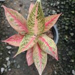 Aglaonema Legacy 'Pink'