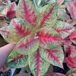 Aglaonema 'Mahasetti'