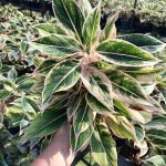 Aglaonema 'Pink Aurora'