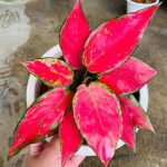 Aglaonema 'Red Anyamanee' - narrow leaf
