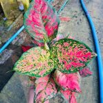 Aglaonema 'Red Anyamanee' - round leaf