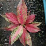 Aglaonema ‘Butterfly’