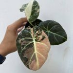 Alocasia Black Velvet Pink Variegated